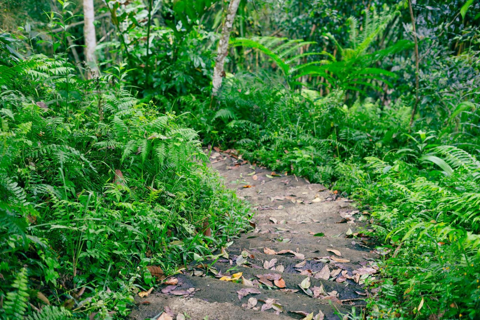 Santya Loka Lodge & Twin Waterfall Desa Desa Jatiluwih Exteriör bild